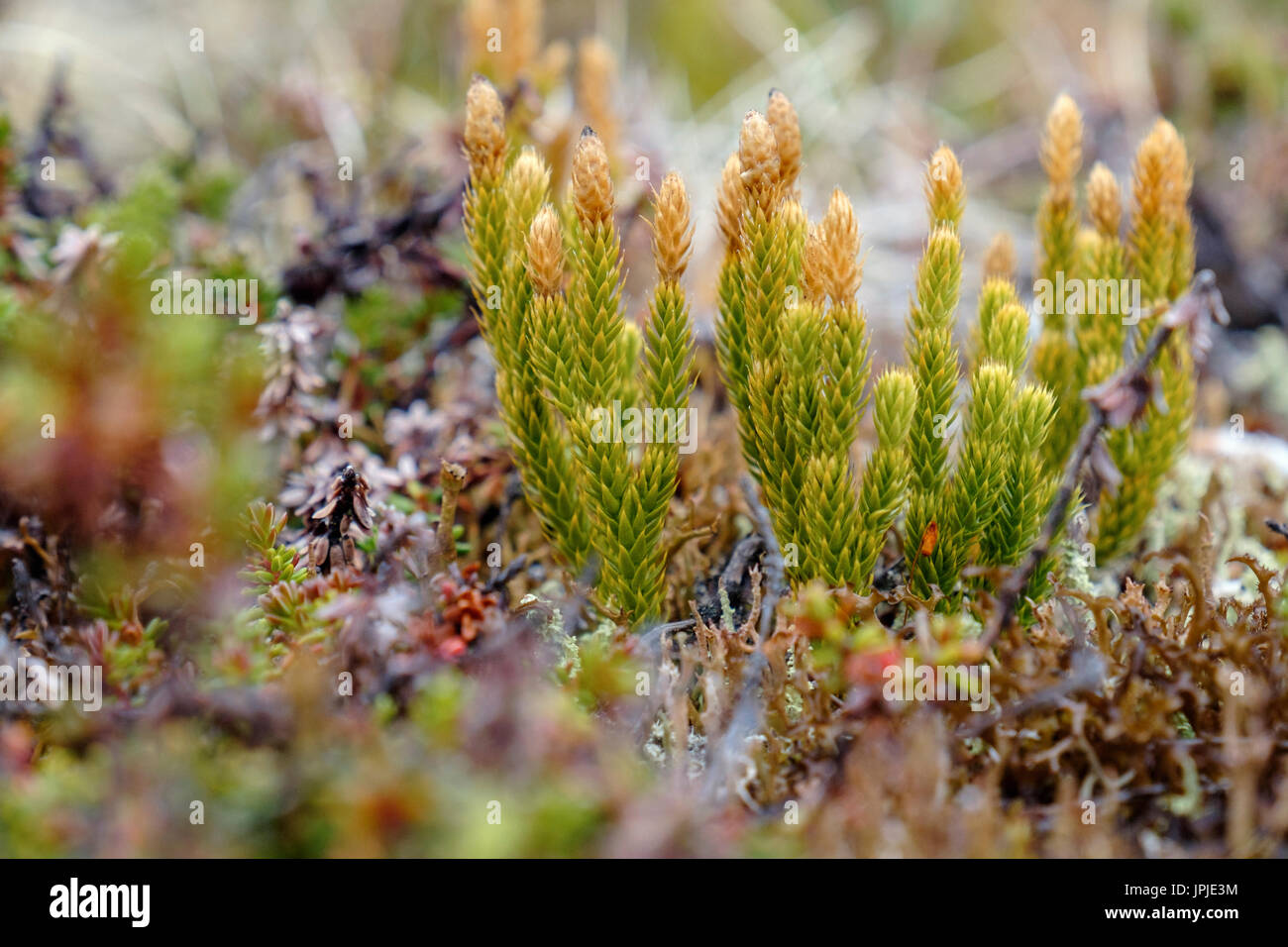 Interrupted Club-moss or Stiff Clubmoss (Lycopodium annotinum) growing in Arctic Tundra in summer. Qaqortoq, Southern Greenland. Stock Photo