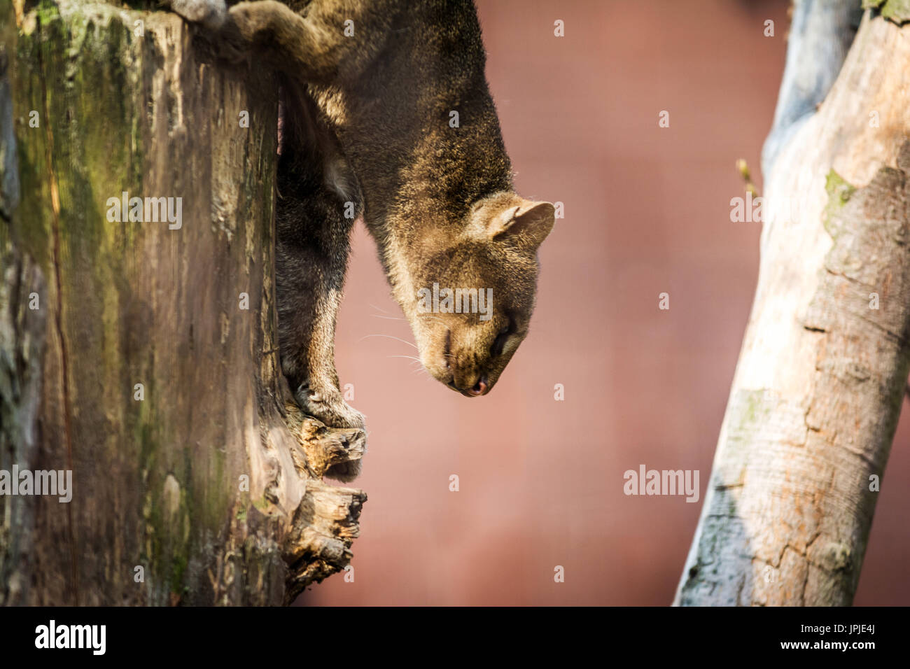 Little cats predator named the Jaguarundi (Puma yagouaroundi)  from america. Wildlife animal. Stock Photo