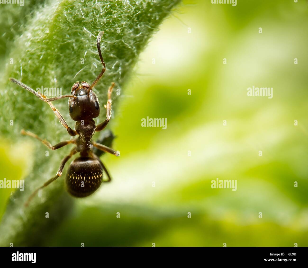 Ant grass hi-res stock photography and images - Alamy