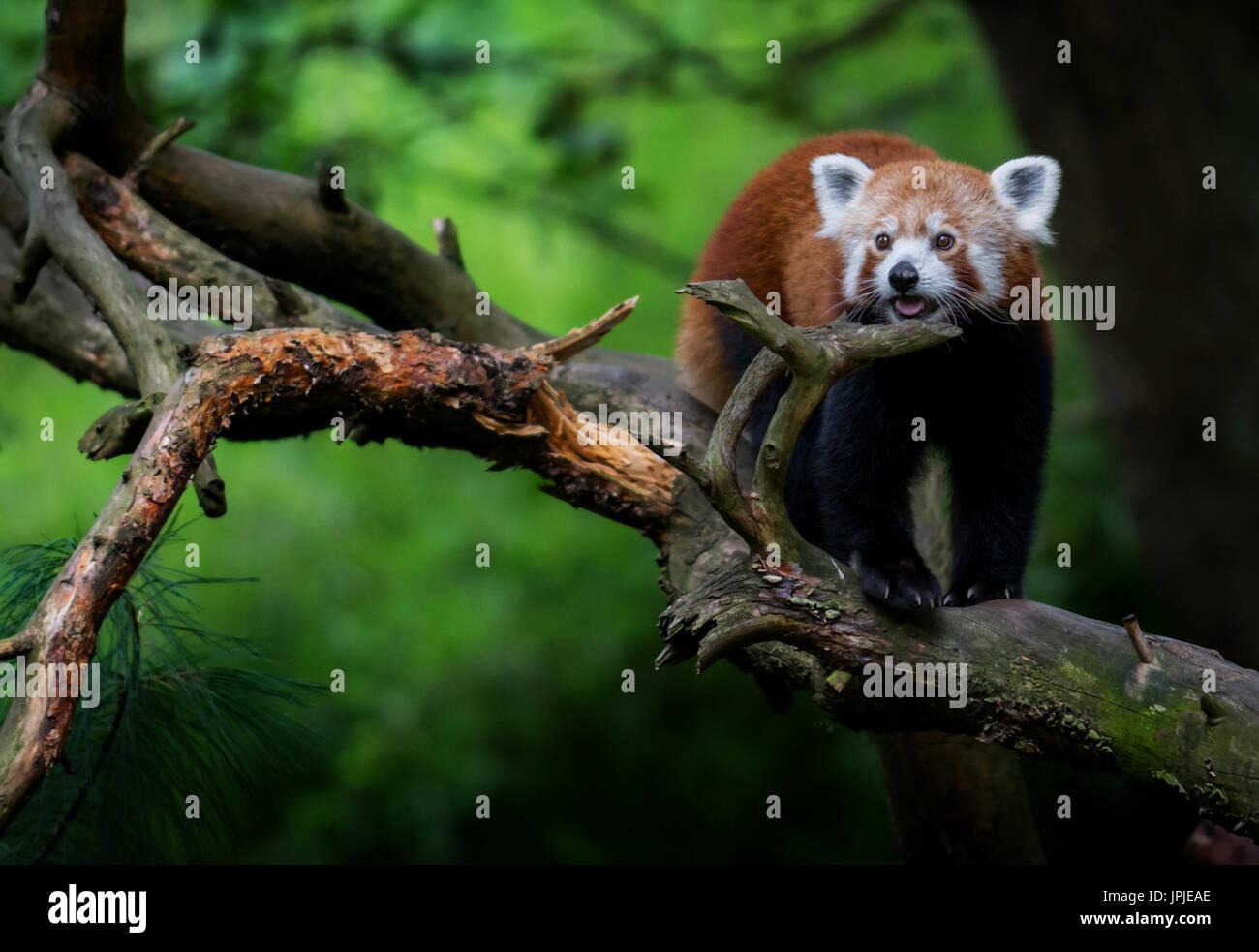 Nice red panda (Ailurus fulgens) on tree Stock Photo