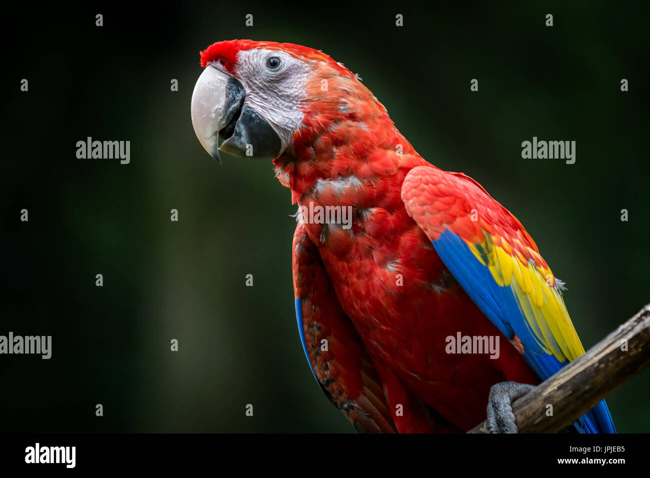 Portrait of looking scarlet macaw (Ara macao) Stock Photo
