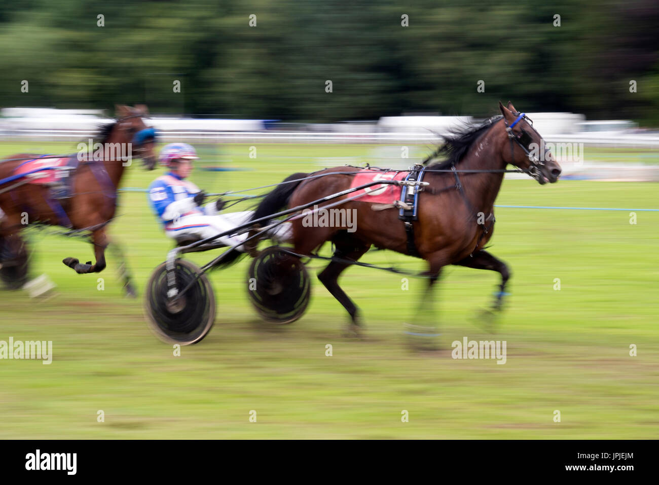 Silky Racer Sulky Horse Stock Photos & Sulky Horse Stock Images - Alamy