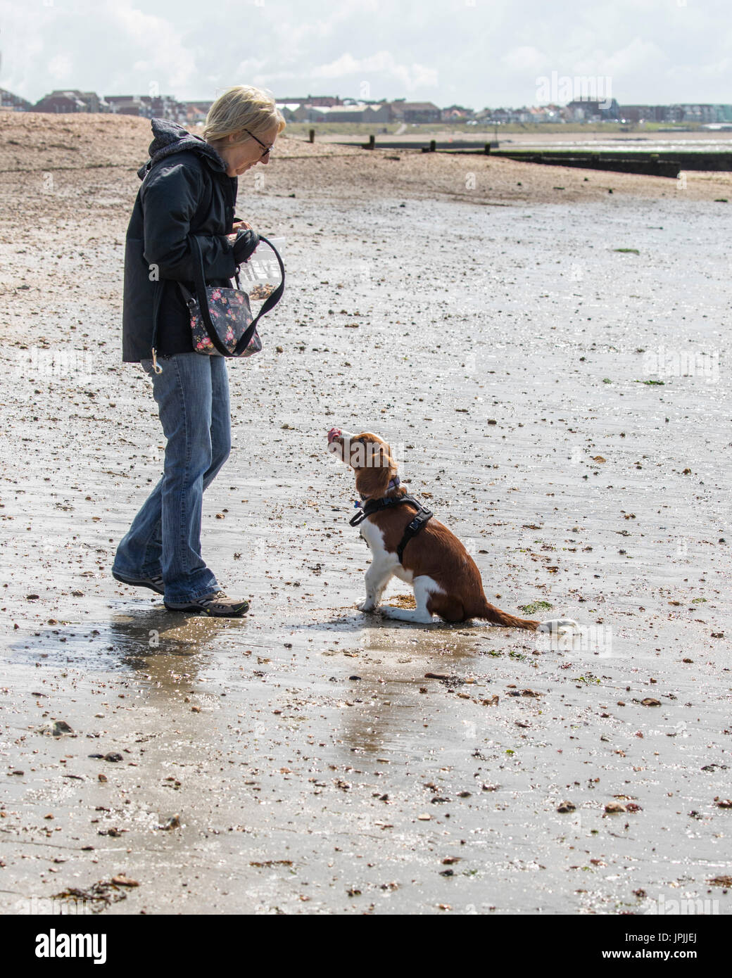 An 18 week old Welsh Springer Spaniel puppy being trained to come to a recall on the beach Stock Photo