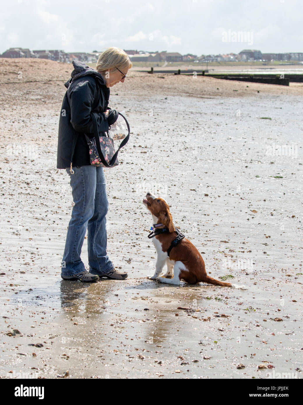 An 18 week old Welsh Springer Spaniel puppy being trained to come to a recall on the beach Stock Photo