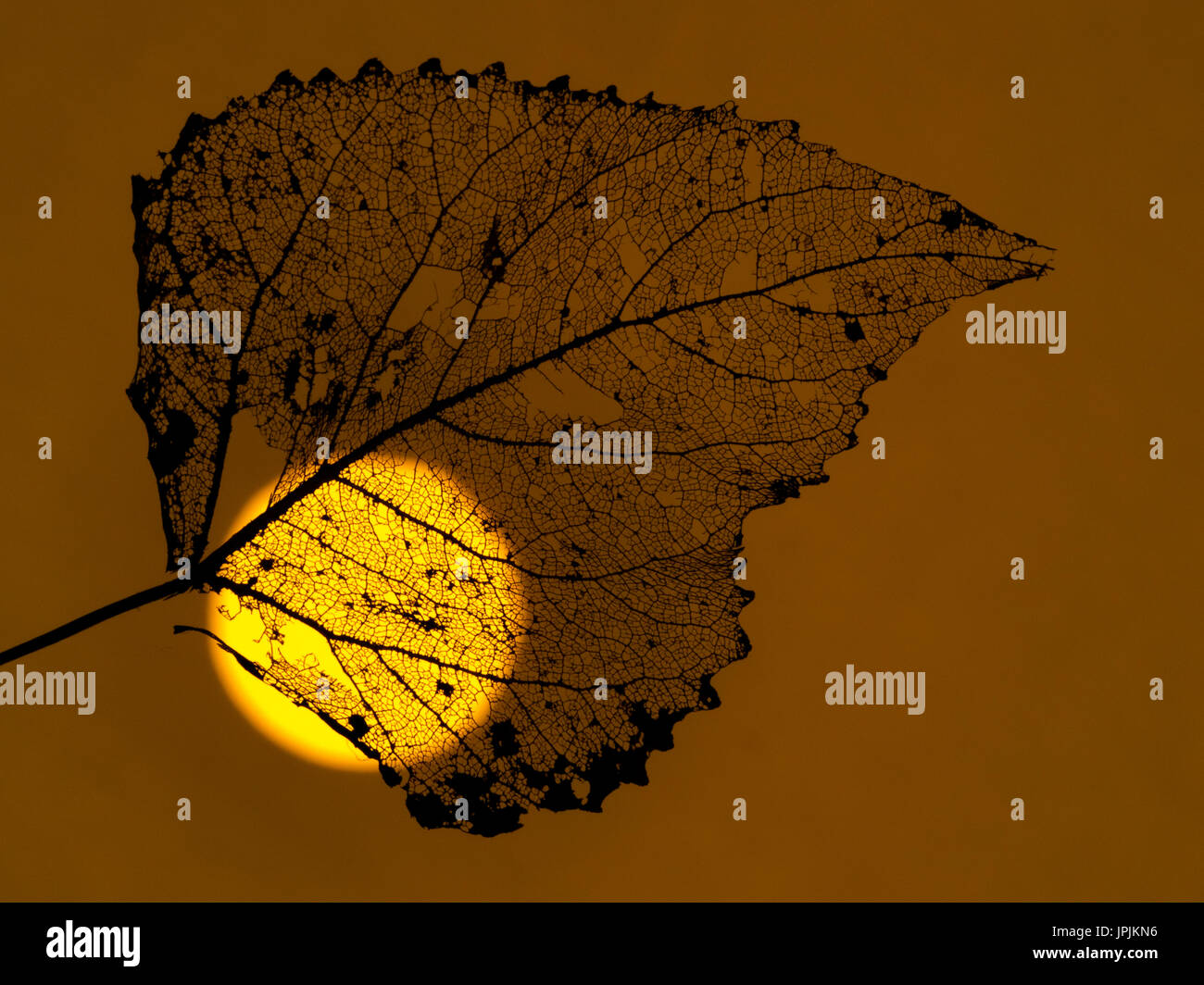 Black Poplar Populus nigra skeleton leaf at sunset Stock Photo