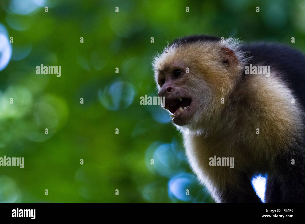 close up of a white faced monkey in the trees near the beach in Playa ...