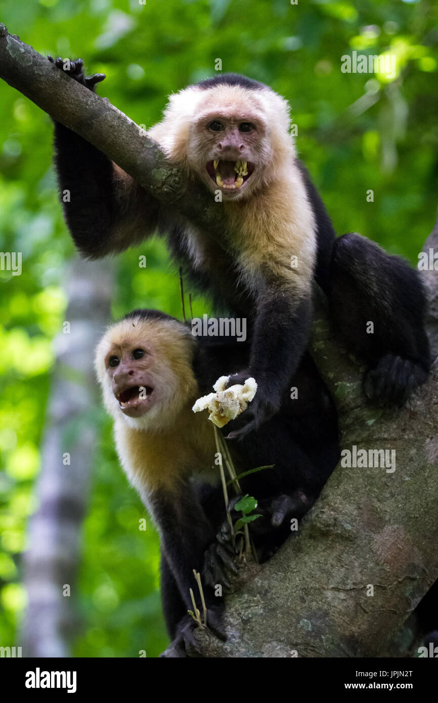 close up of a white faced monkey in the trees near the beach in Playa ...