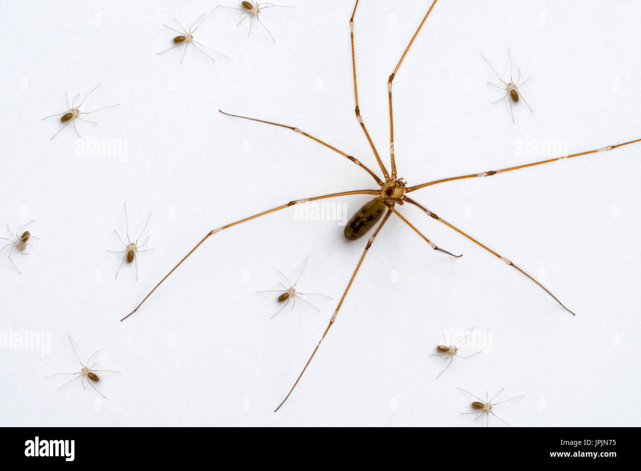 Longbodied cellar spider / skull spider (Pholcus phalangioides) female with spiderlings crawling on white wall Stock Photo