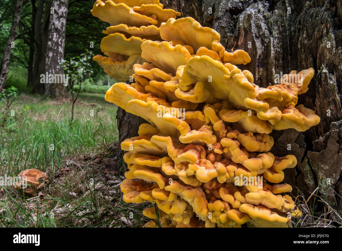 Chicken-of-the-woods / crab-of-the-woods / sulphur polypore / sulphur shelf (Laetiporus sulphureus) growing on tree stump in forest in summer Stock Photo