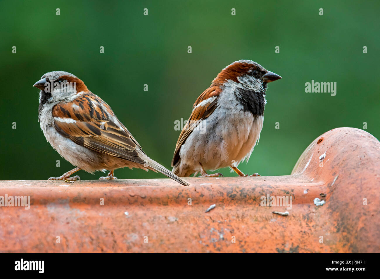 Sparrows hi-res stock photography and images - Alamy