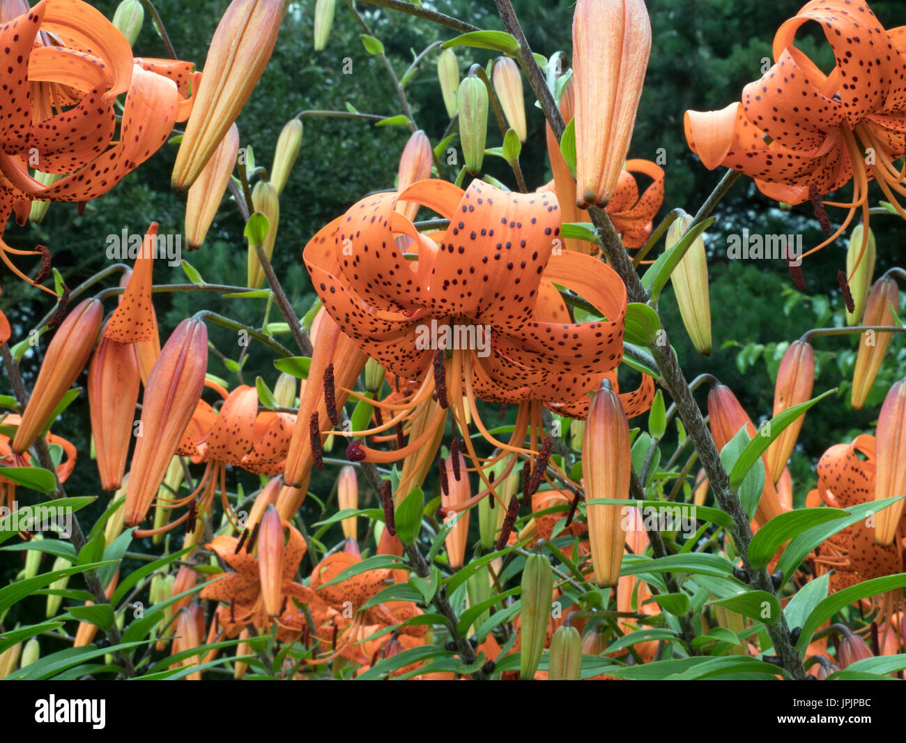 Tiger lilies Lilium lancifolium or Lilium tigrinum Stock Photo