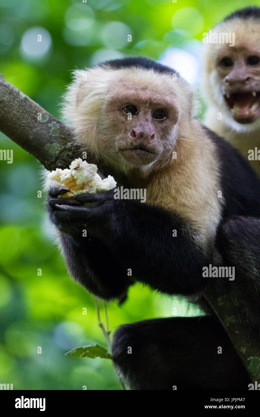 close up of a white faced monkey in the trees near the beach in Playa ...