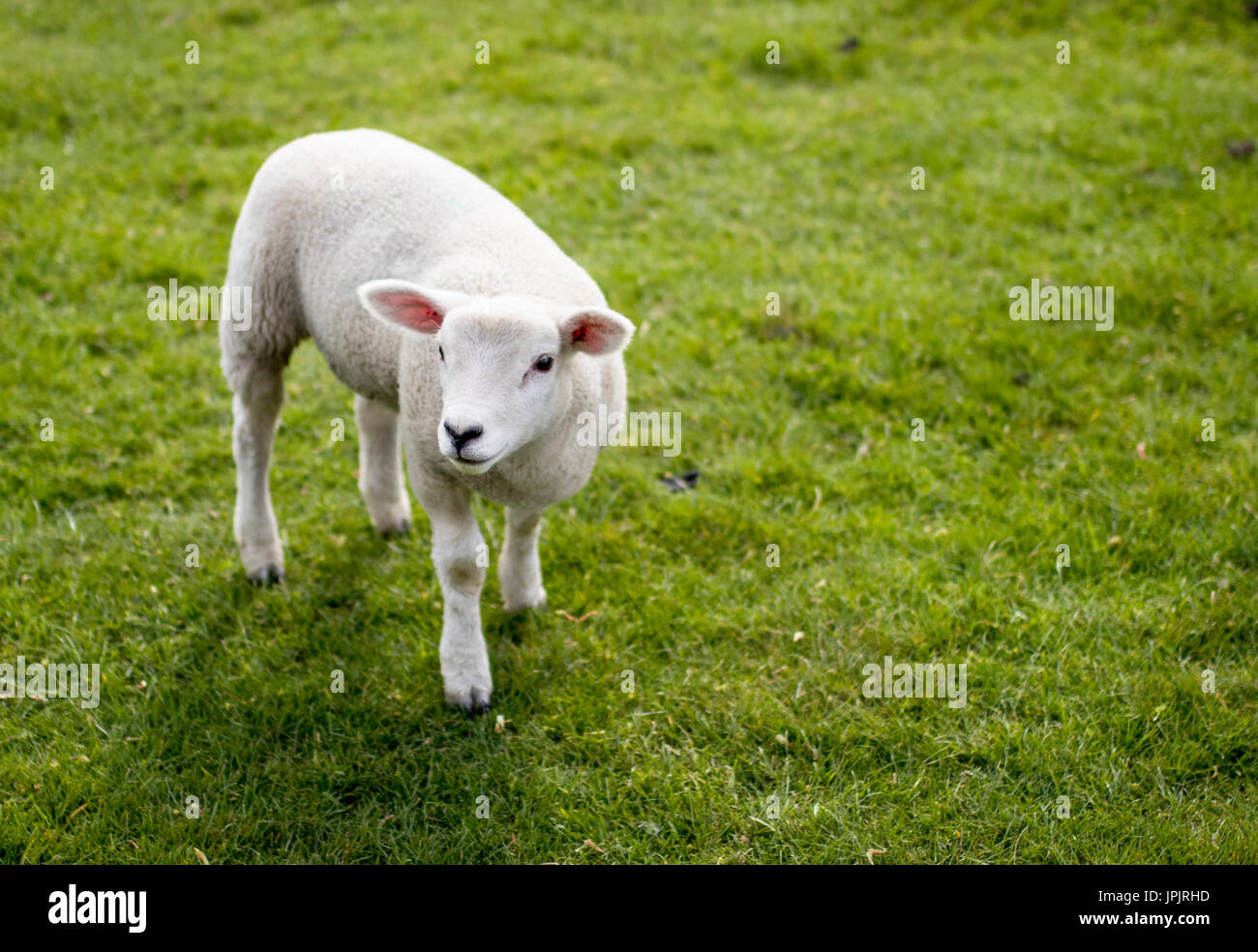 Ewe sheep, lamb looking on spring grass in Yorkshire Stock Photo - Alamy