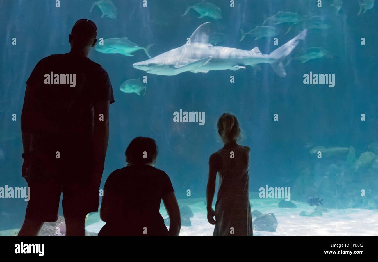 Family watching sharks in an aquarium at Point Defiance Zoo,