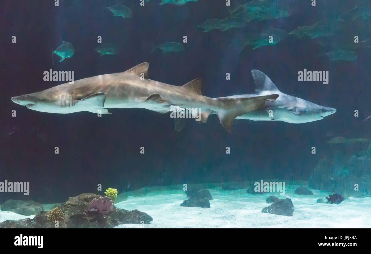 Two sharks swimming in aquarium at Point Defiance Zoo,
