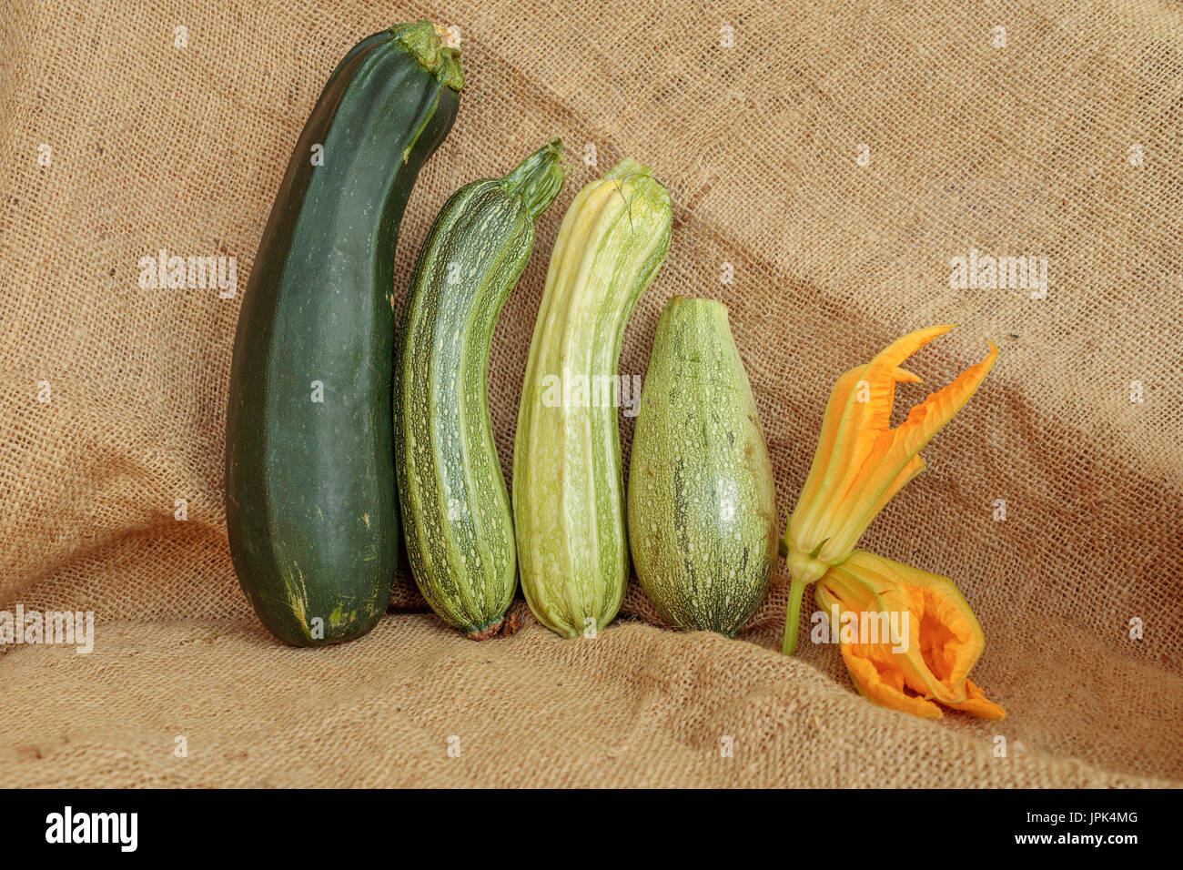 Zucchini harvest scene on jute. Vegetable still life composition Stock