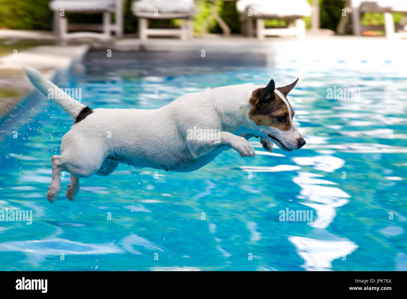 Dog jumping into swimming pool in mid flight Stock Photo Alamy