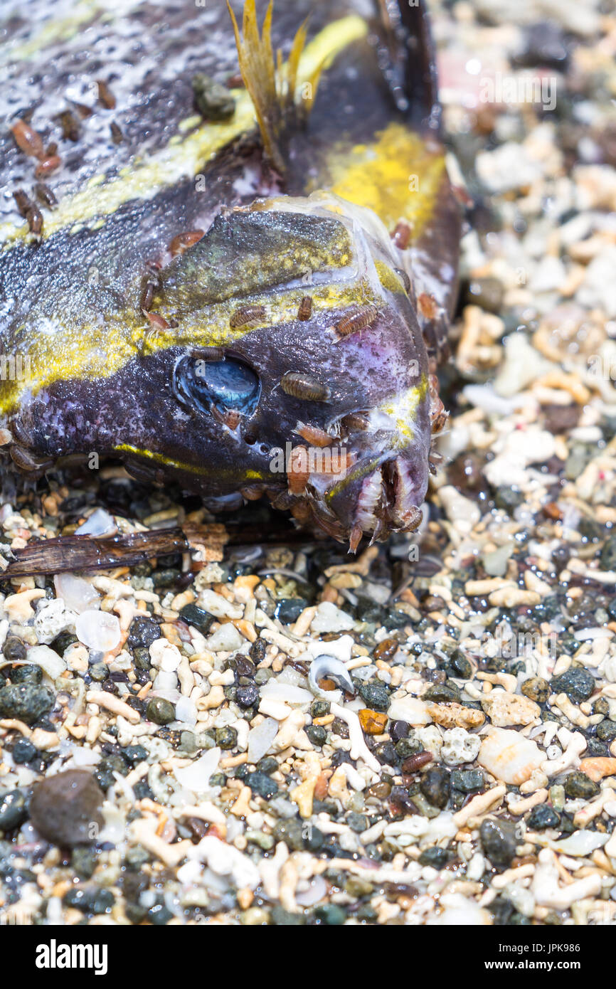 close up of a small dead tropical fish on the beach with small slugs and insects eating away the flesh Stock Photo