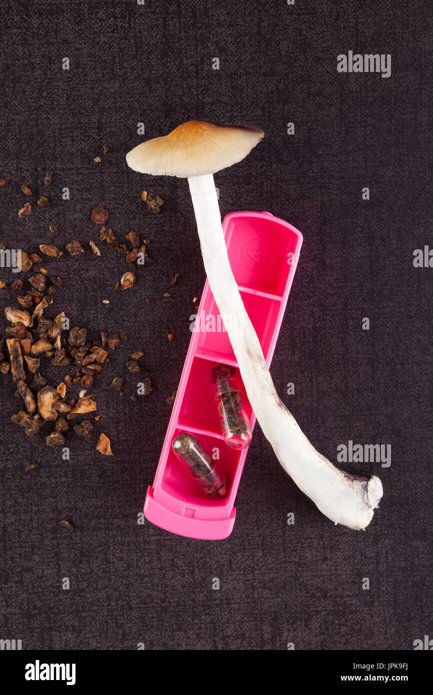 Fresh and dried magic mushroom with pill organizer, gel caps, microdosing. Alternative medicine, natural remedy. Psilocybin mushrooms and pillbox. Stock Photo