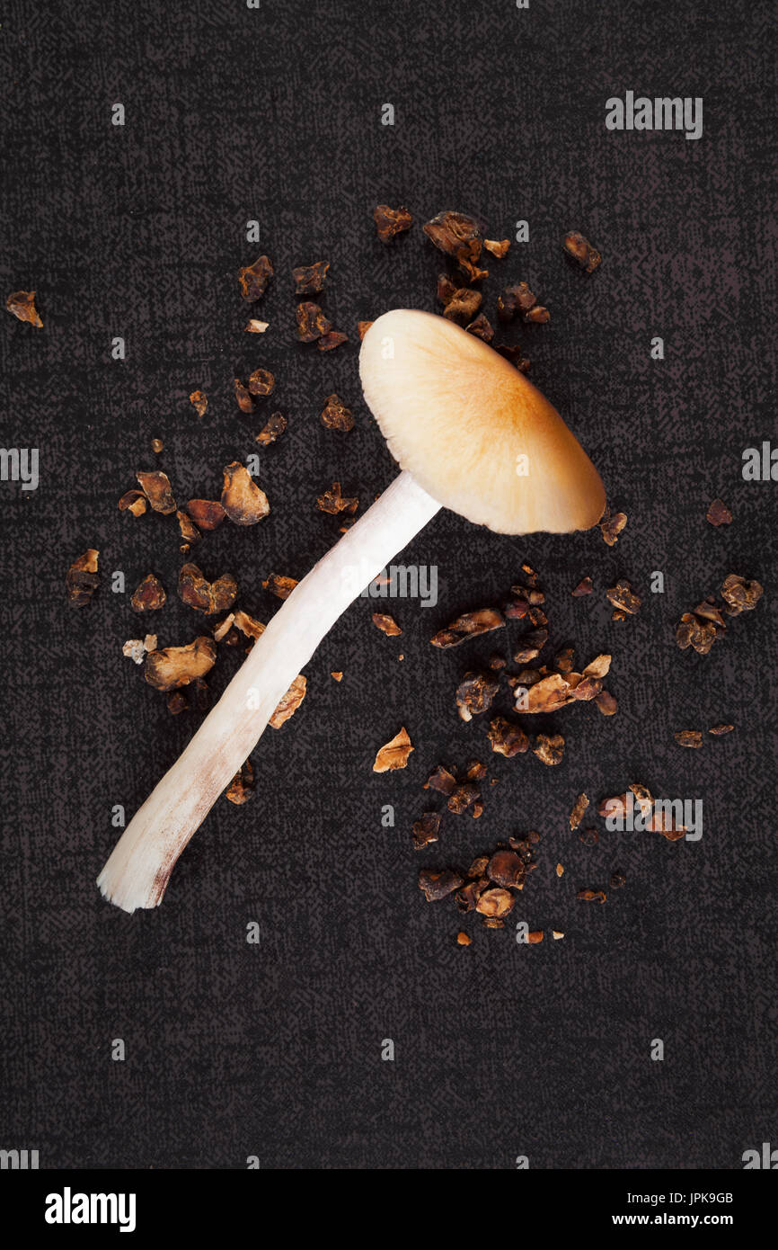 Fresh and dried magic mushroom on black surface top view. Psilocybin. Alternative medicine. Stock Photo