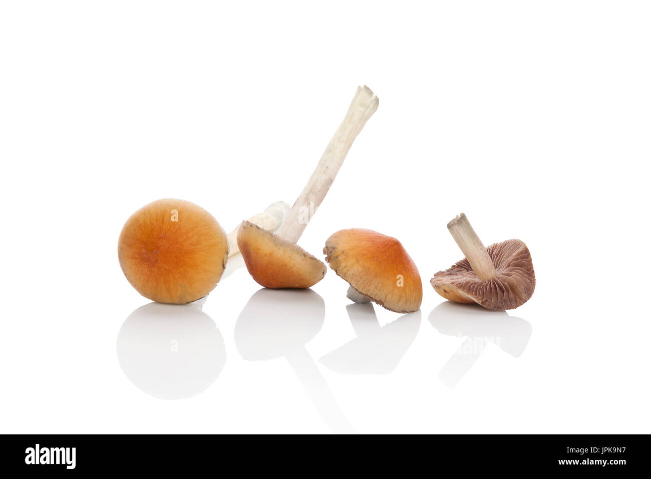 Raw magic mushrooms isolated on white background. Psychedelic