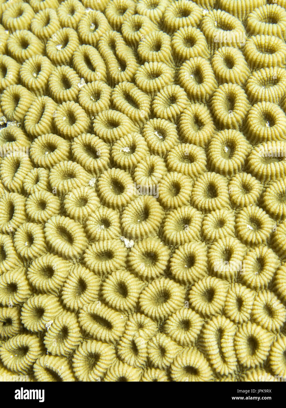 Brain coral Stock Photo