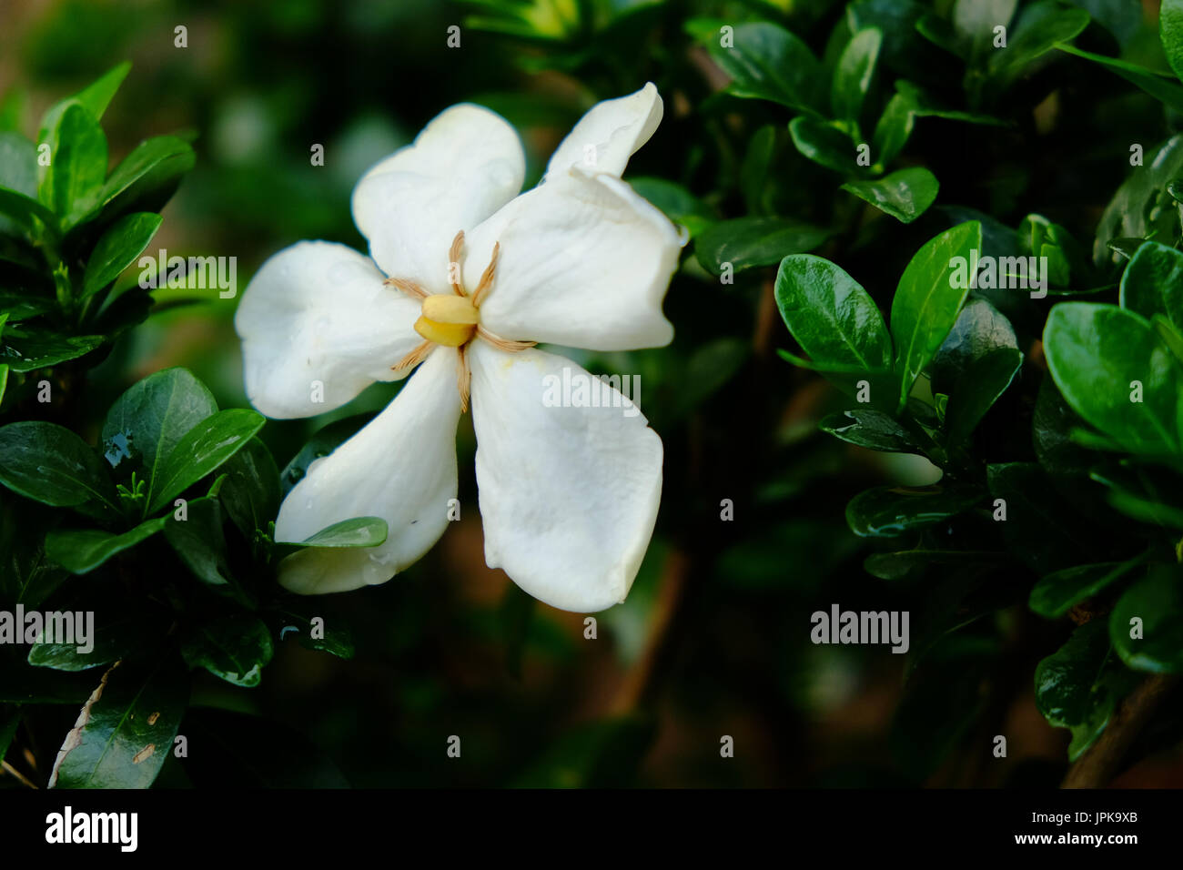 A single white gardenia flower in full bloom set against the dark green foliage of the bush. Stock Photo