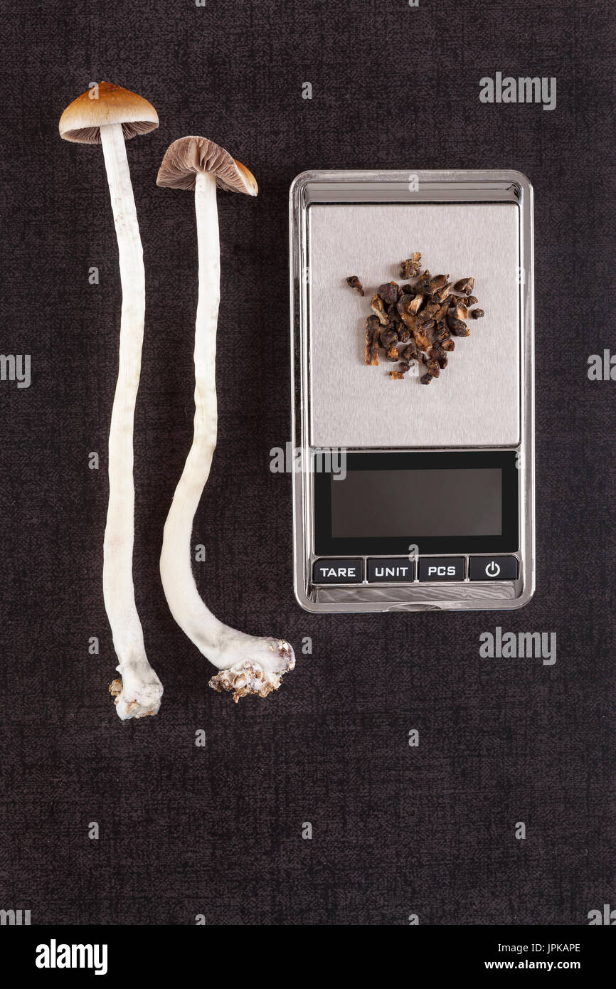 Fresh and dried psilocybin mushroom on digital pocket scale on black ...