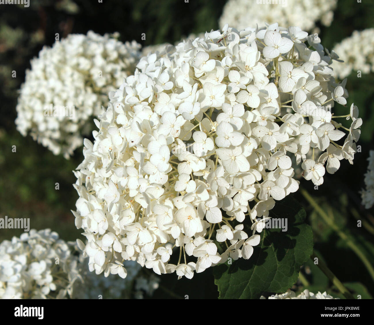 Creamy White Hydrangea High Resolution Stock Photography and Images - Alamy