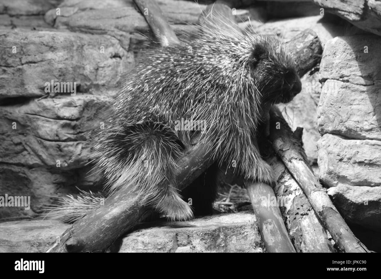 Outdoors sharp Black and White Stock