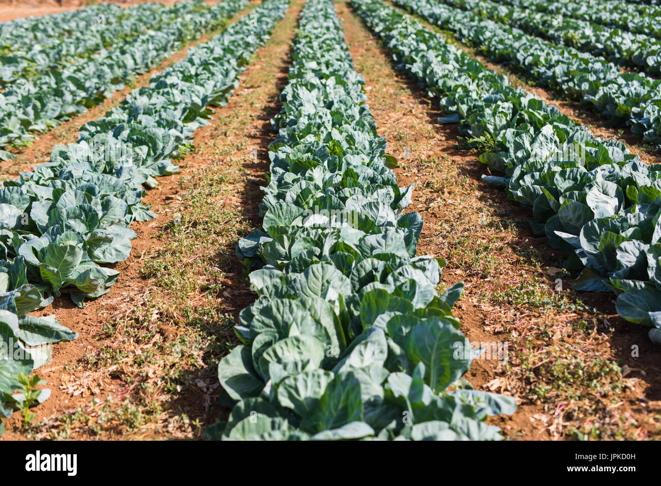Organic farming, celery cabbage growing in greenhouse Stock Photo Alamy