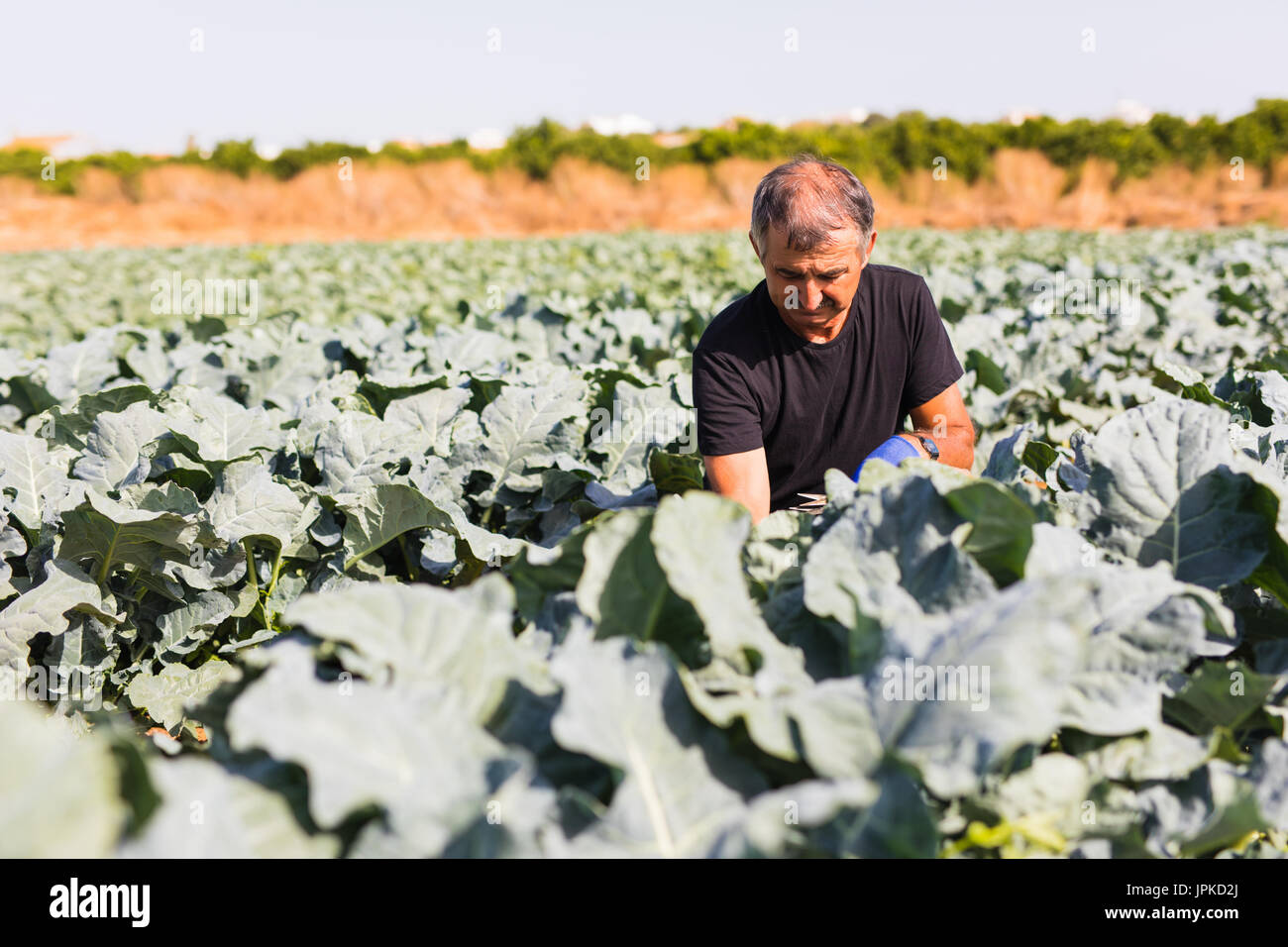 Gardening a Man with organic salad in a vegetable garden. sunlight Stock Photo