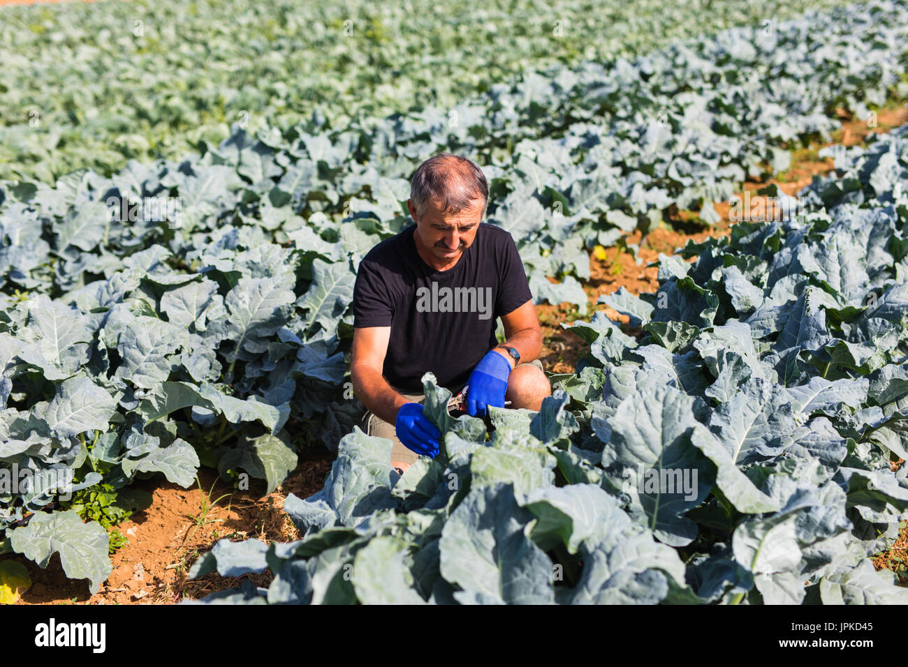 Gardening a Man with organic salad in a vegetable garden. sunlight Stock Photo