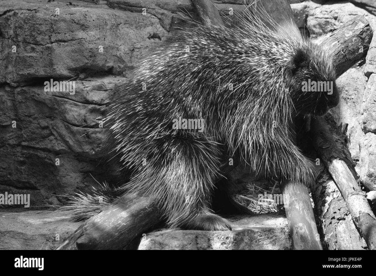 Outdoors sharp Black and White Stock