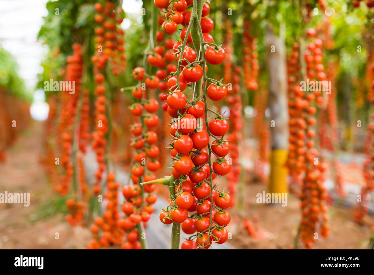 A bunch of red cherry tomato in a greenhouse Stock Photo - Alamy