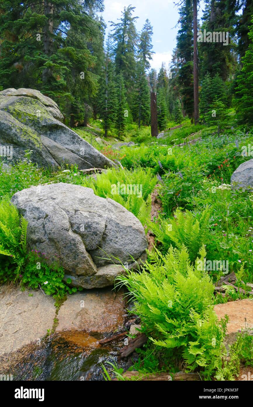 Ferns and wildflowers in a mountain valley, Sequoia National Park, Tulare County, California, United States Stock Photo