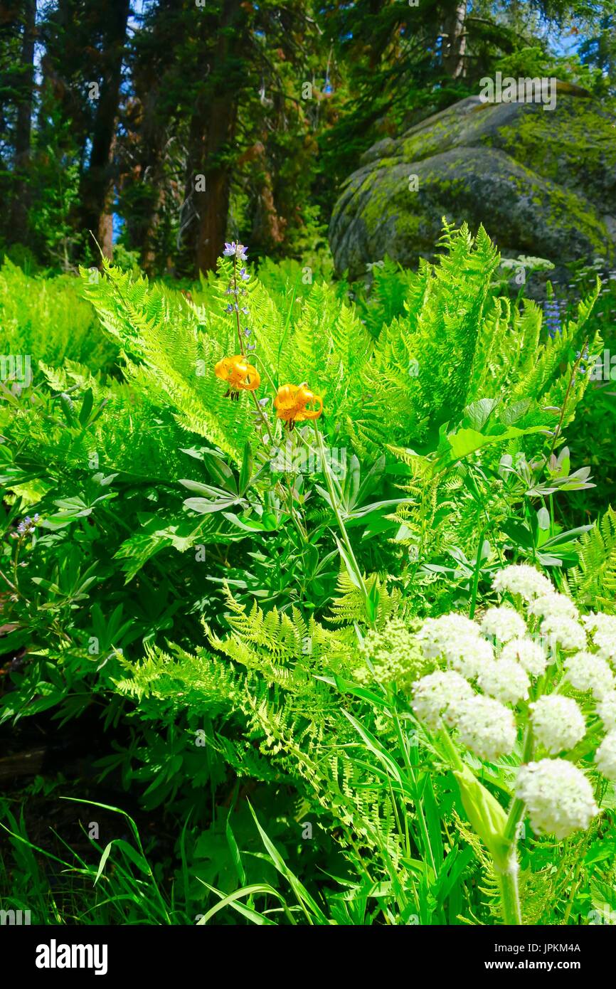 Ferns and wildflowers in a mountain valley, Sequoia National Park, Tulare County, California, United States Stock Photo