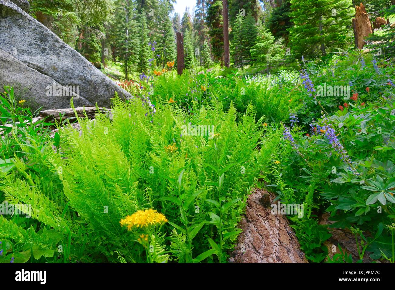 Ferns and wildflowers in a mountain valley, Sequoia National Park, Tulare County, California, United States Stock Photo