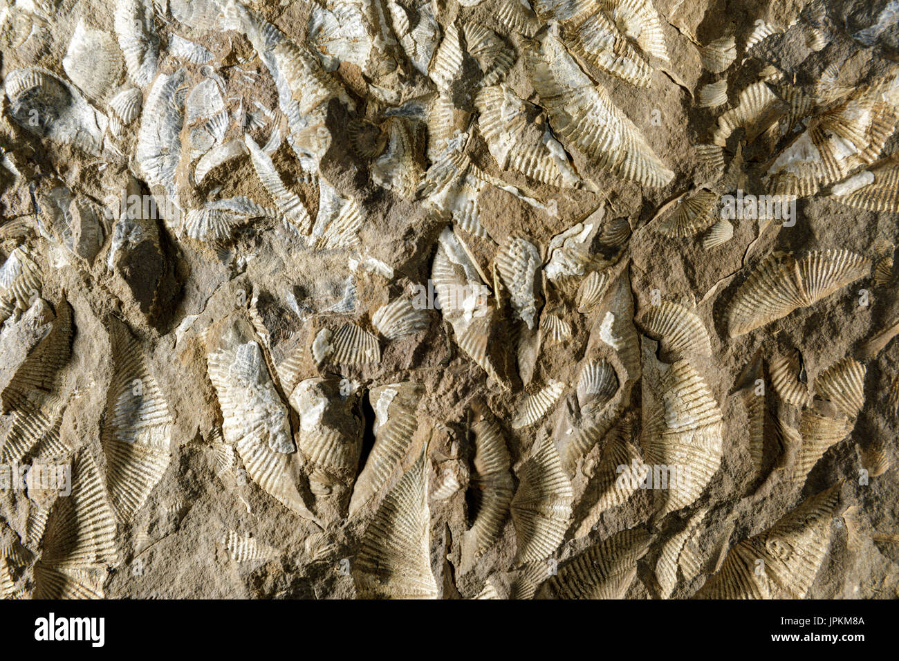Fossil trilobite new york hires stock photography and images Alamy