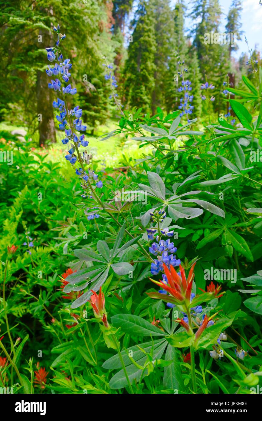 Ferns and wildflowers in a mountain valley, Sequoia National Park, Tulare County, California, United States Stock Photo