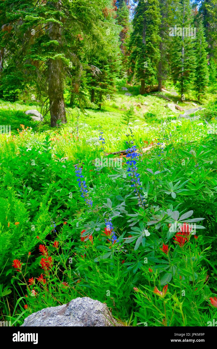Ferns and wildflowers in a mountain valley, Sequoia National Park, Tulare County, California