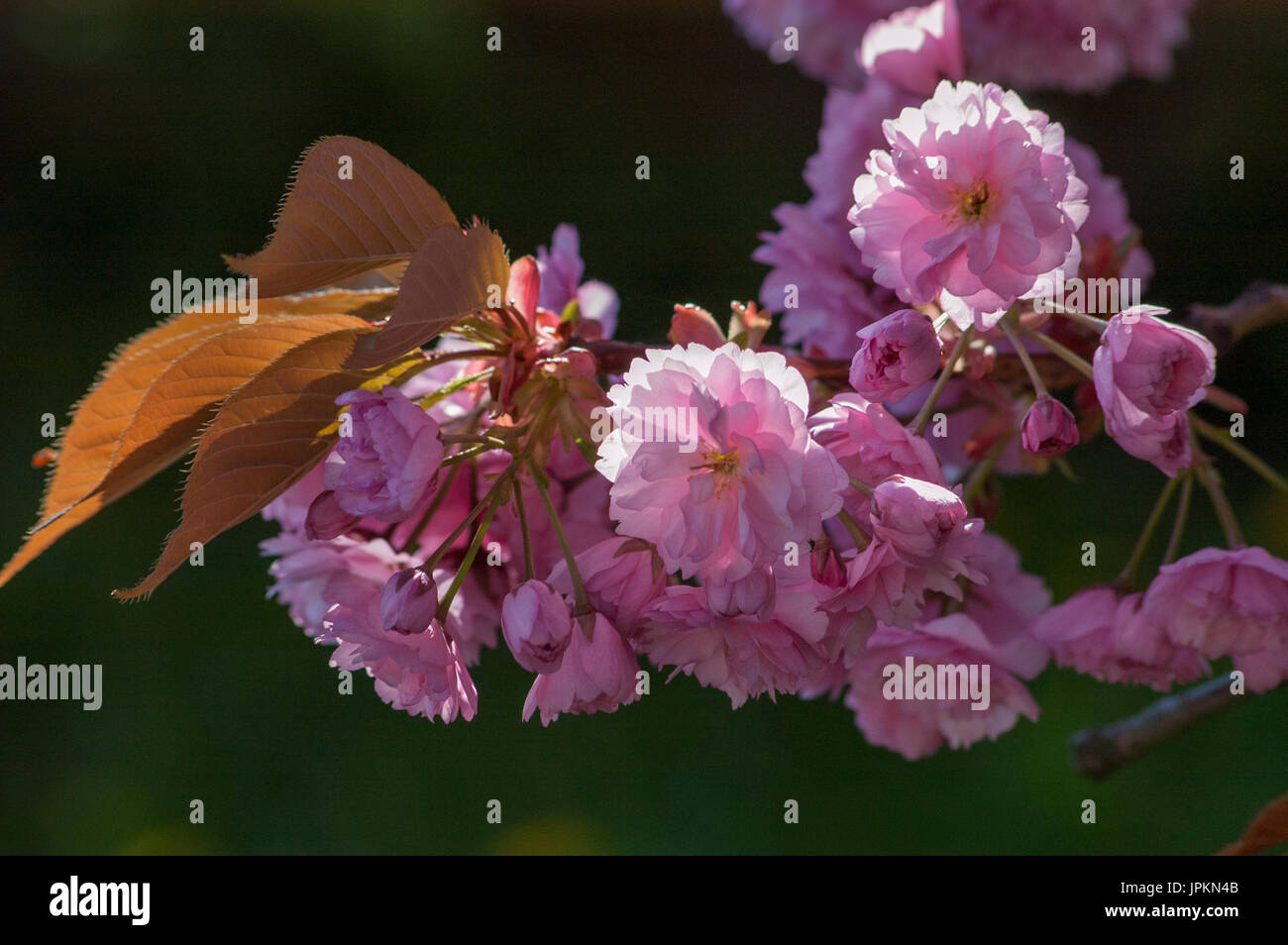 Cherry blossom backlit Stock Photo - Alamy