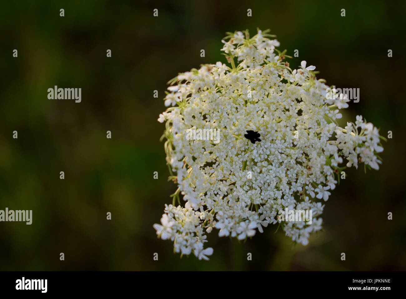 Flower of the plant Daucus carota, or Queen Anne's lace, also known as Wild carrot Stock Photo