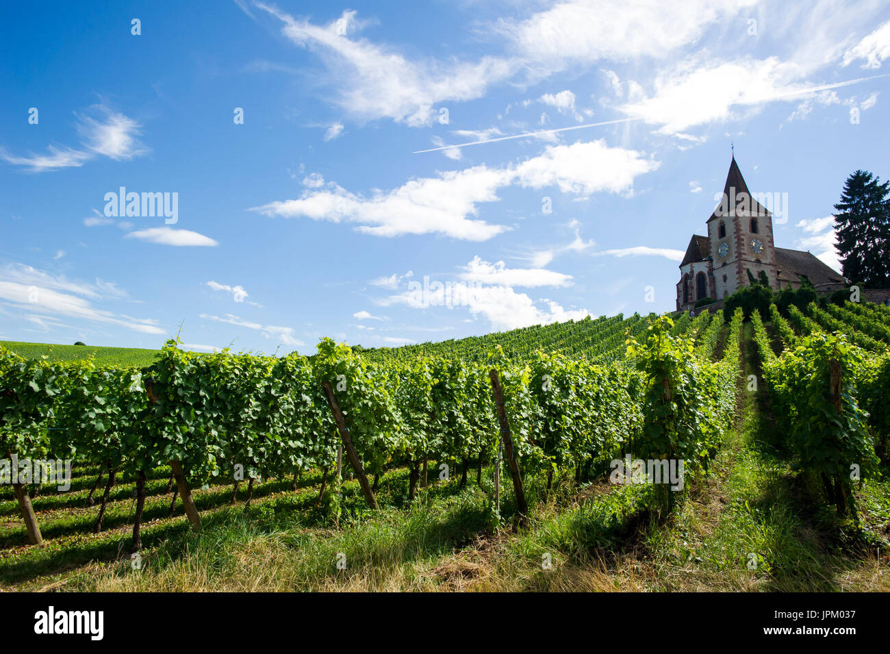 Vineyards in Alsace and Rhinegau in France and Germany, wine growing regions, famous wine producers offering wine tasting and are proud of their wine, Stock Photo