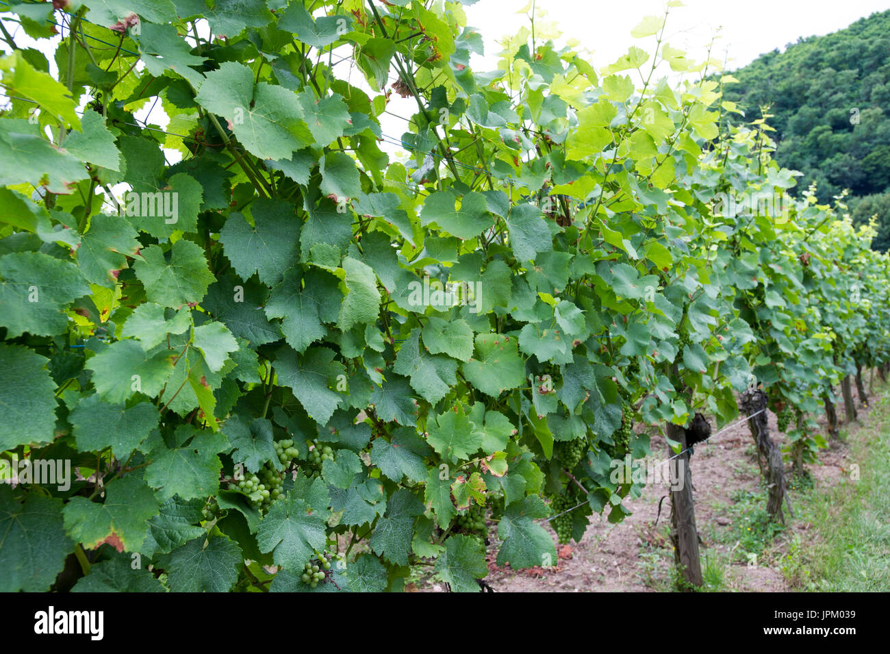 Vineyards in Alsace and Rhinegau in France and Germany, wine growing regions, famous wine producers offering wine tasting and are proud of their wine, Stock Photo
