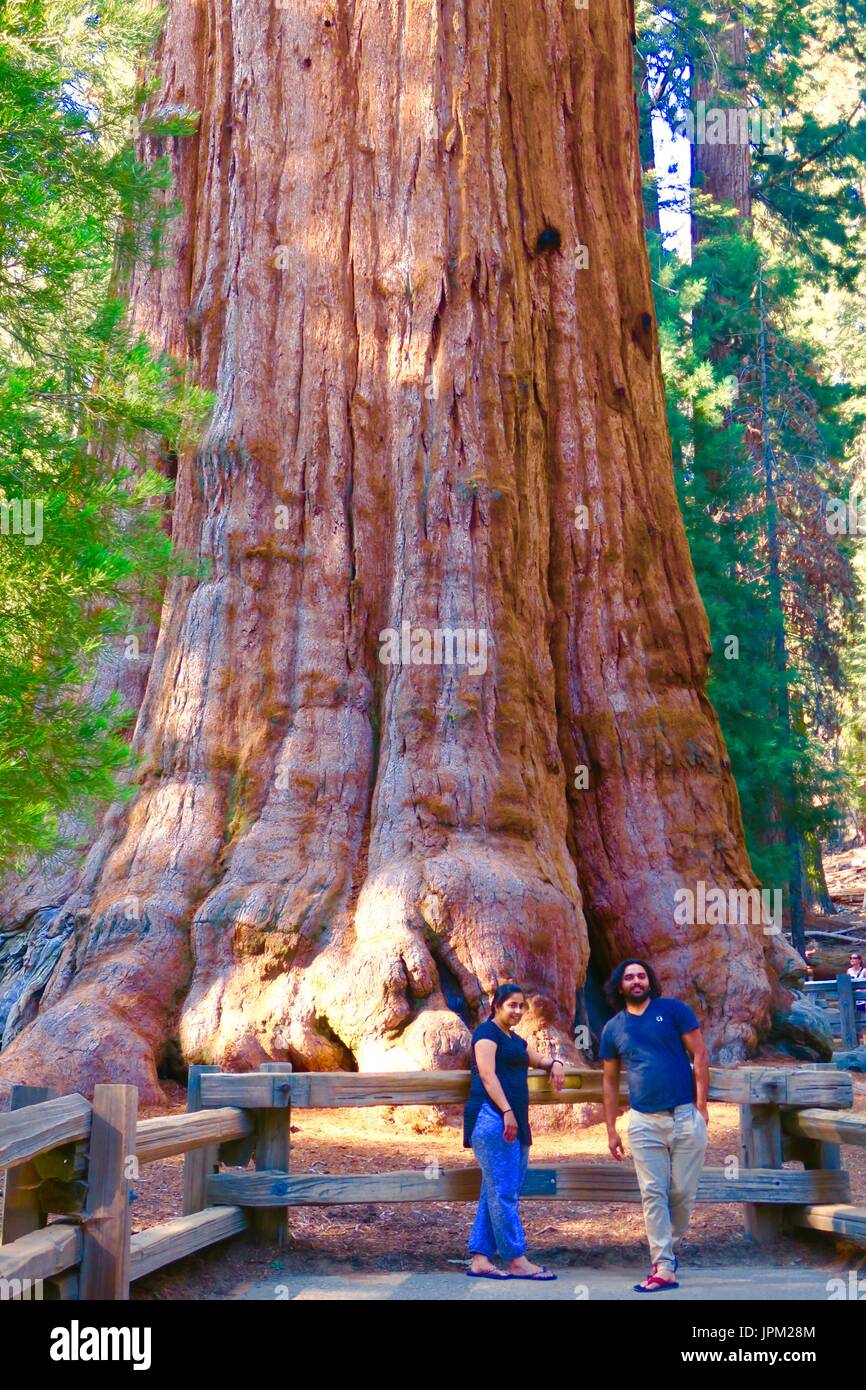 base of General Sherman Tree, Giant Sequoia, Sequoia National Park, California, United States Stock Photo