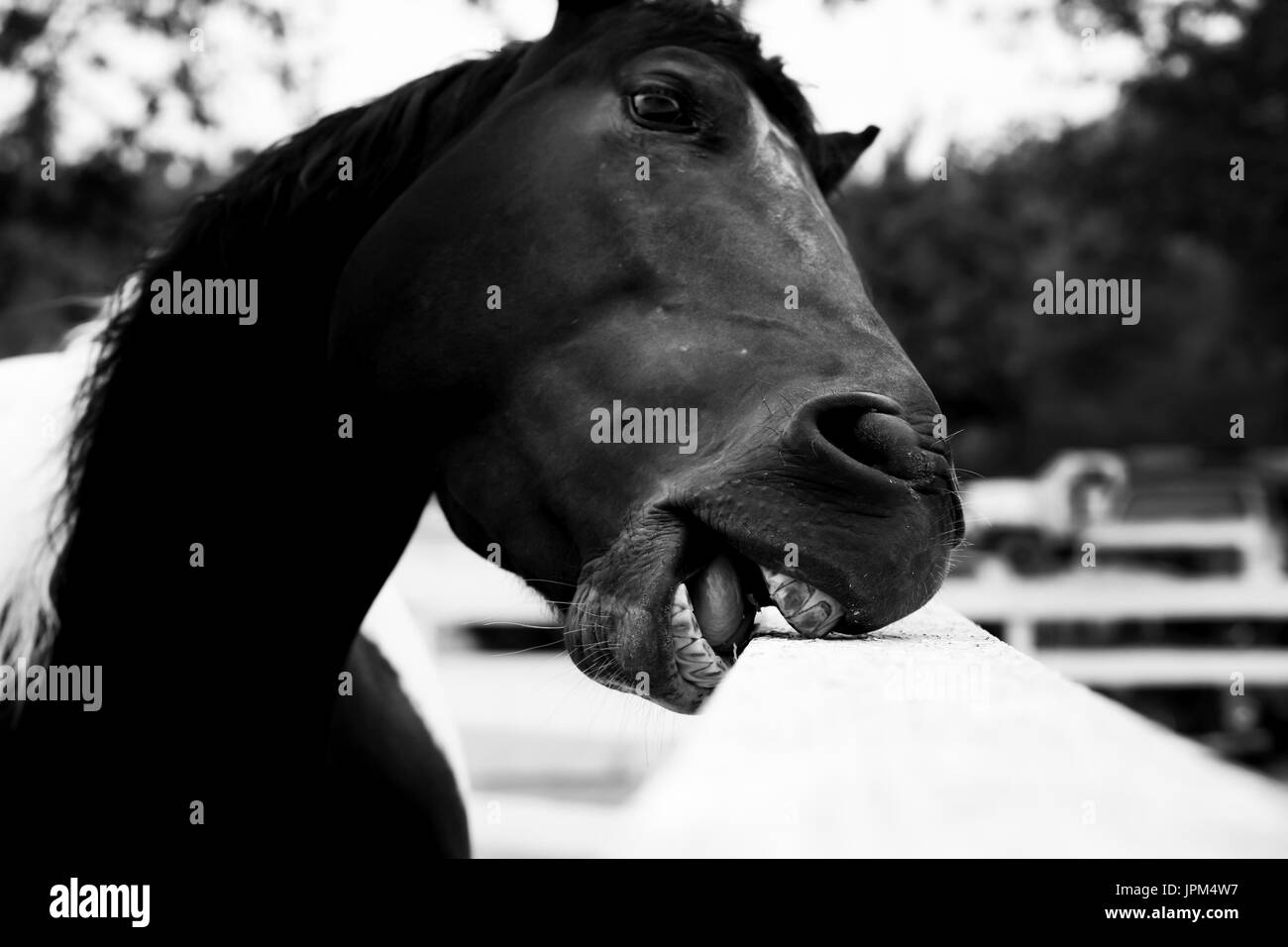horse chewing on fence Stock Photo Alamy