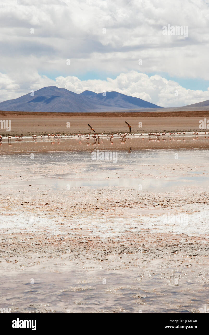 Flamingos in laguna polques, Sud Lipez, Potosi department, Bolivia, South America Stock Photo