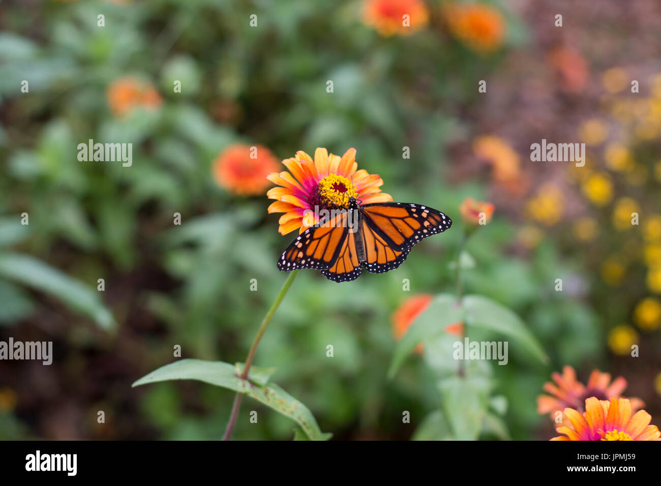 A monarch butterfly consumes nectar from a flower Stock Photo - Alamy