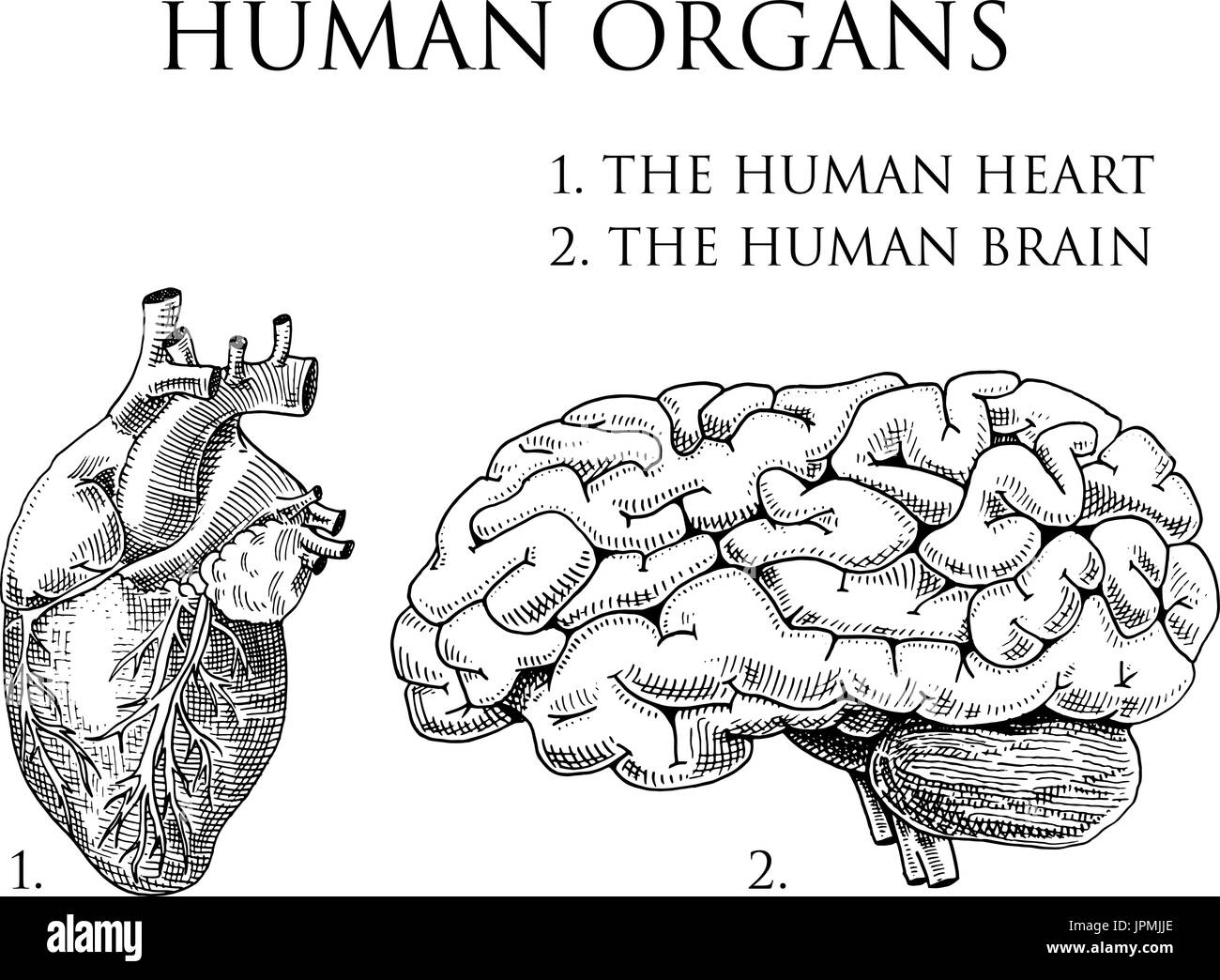 Human biology, organs anatomy illustration. engraved hand drawn in old sketch and vintage style. body detailed brain or pericranium and heart or soul. Stock Vector